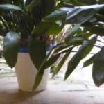 Vaso de plástico, biodegradável ou de barro…