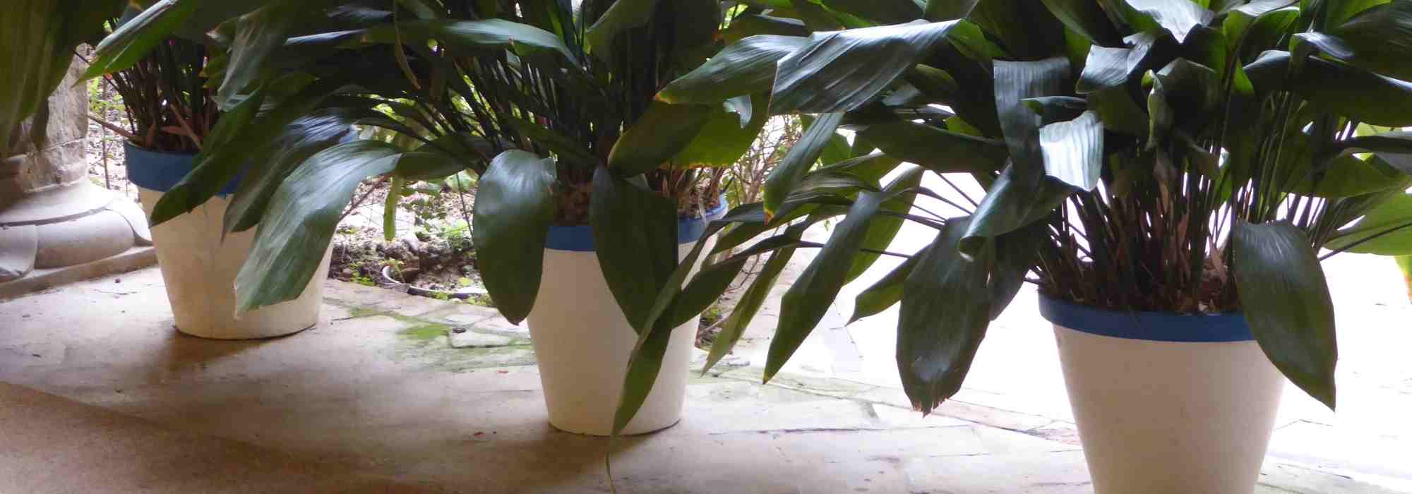 Vaso de plástico, biodegradável ou de barro…