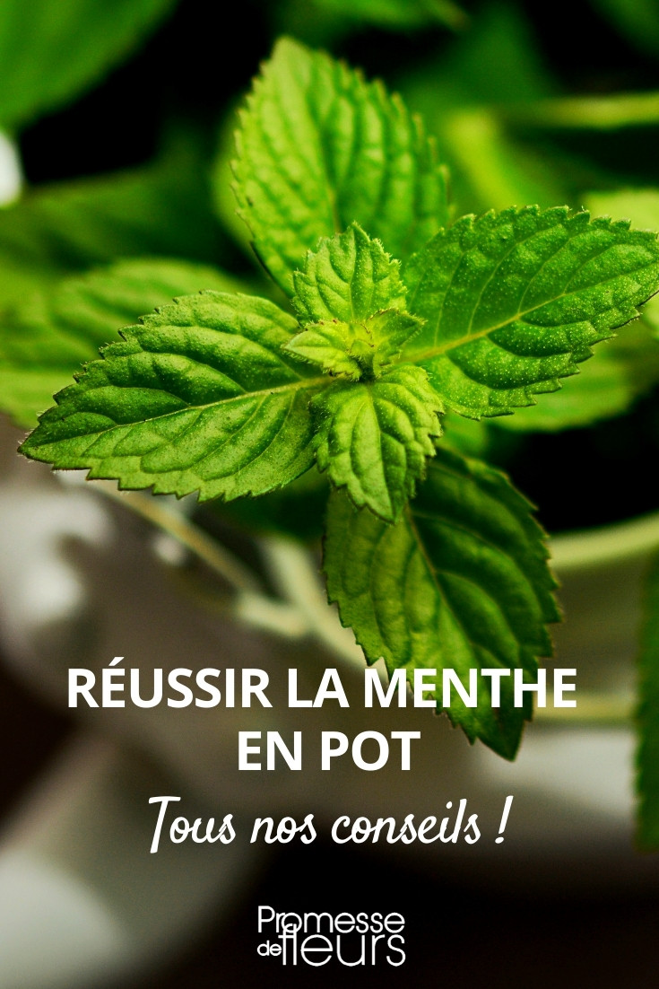 Hortelã - como cultivar em vaso