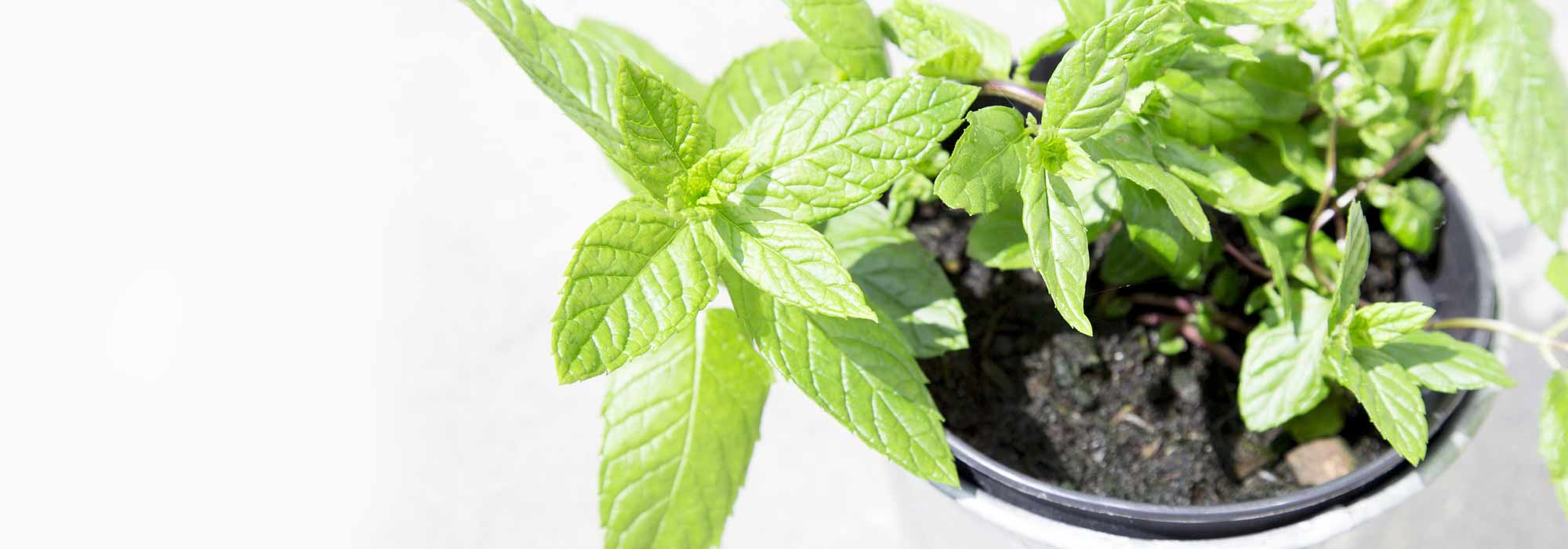 Cultivar hortelã em vaso com sucesso