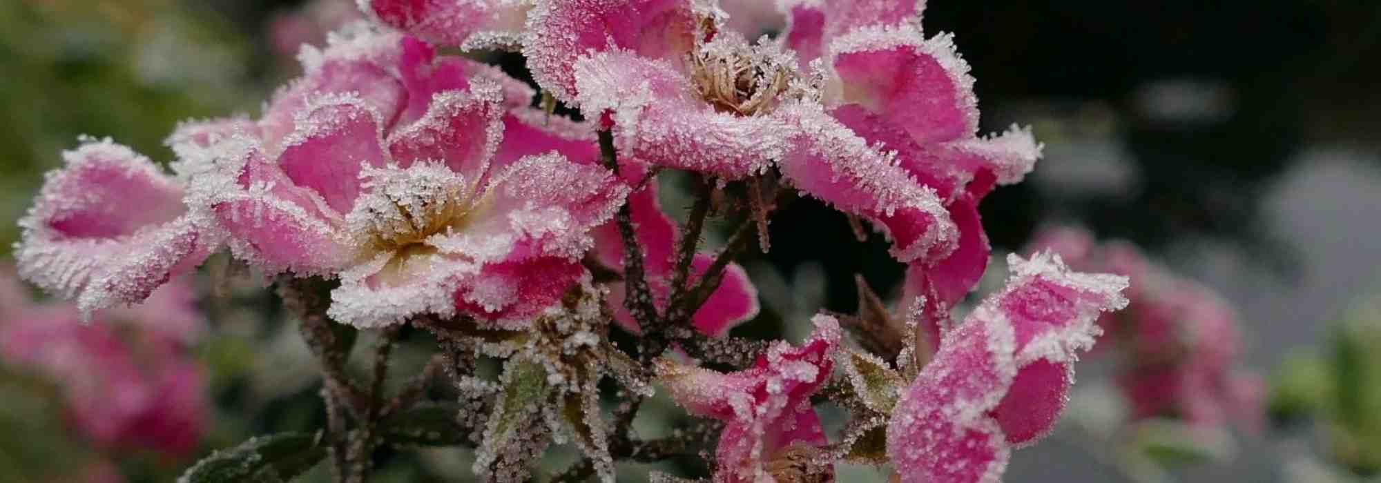 A proteção das roseiras de haste e chorão no inverno