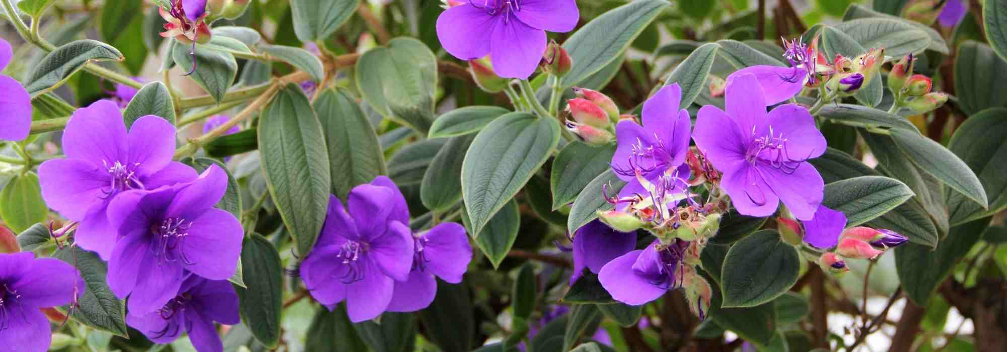 Tibúquina: plantação, cultivo e manutenção