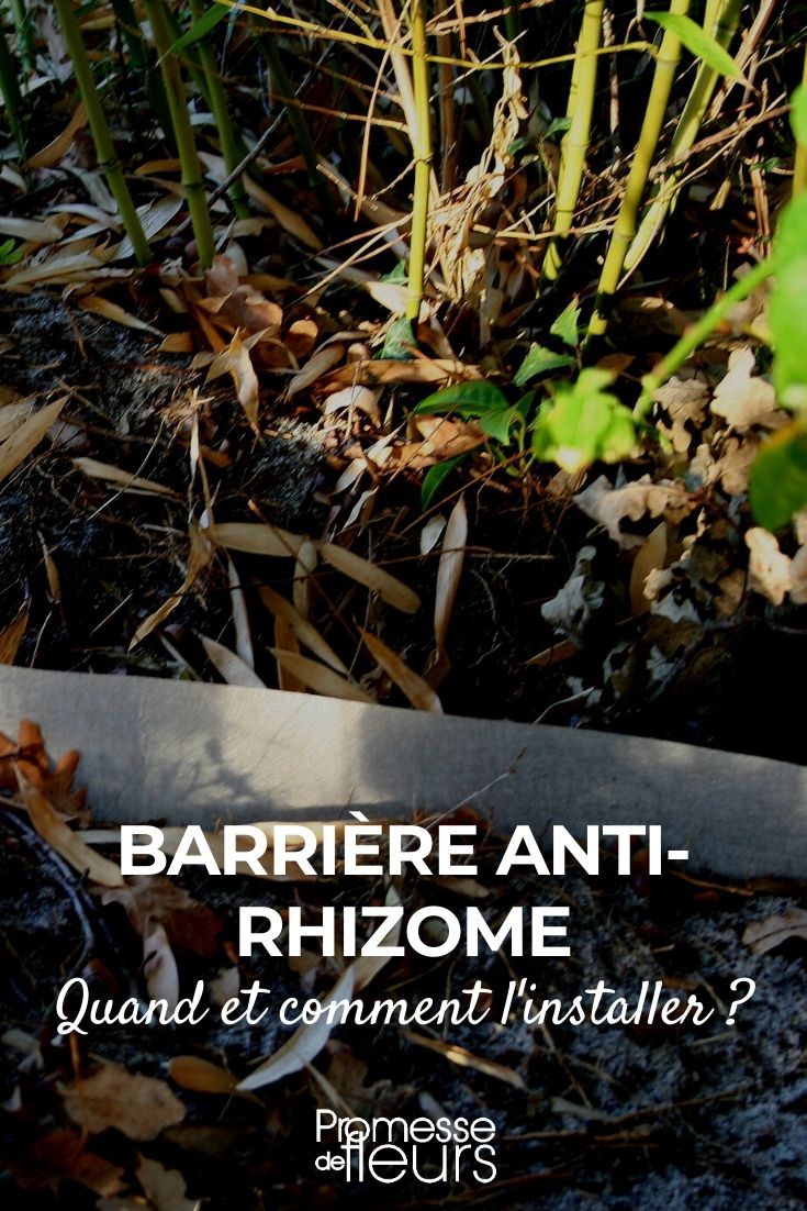 barreira anti-raízes