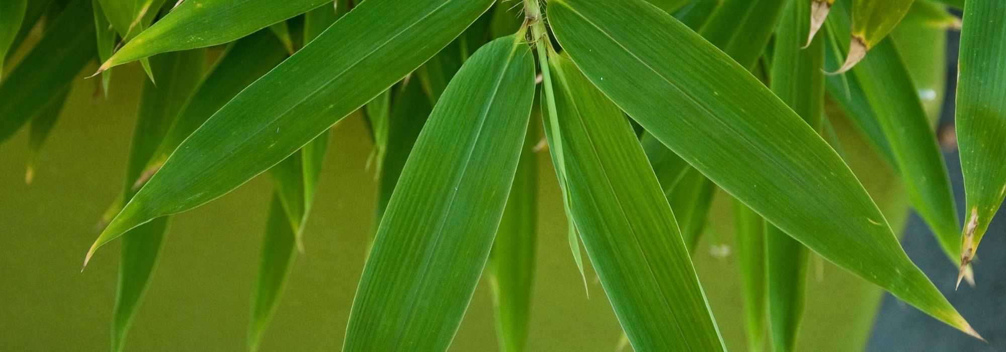 6 bambus de sebe para cultivar em vaso