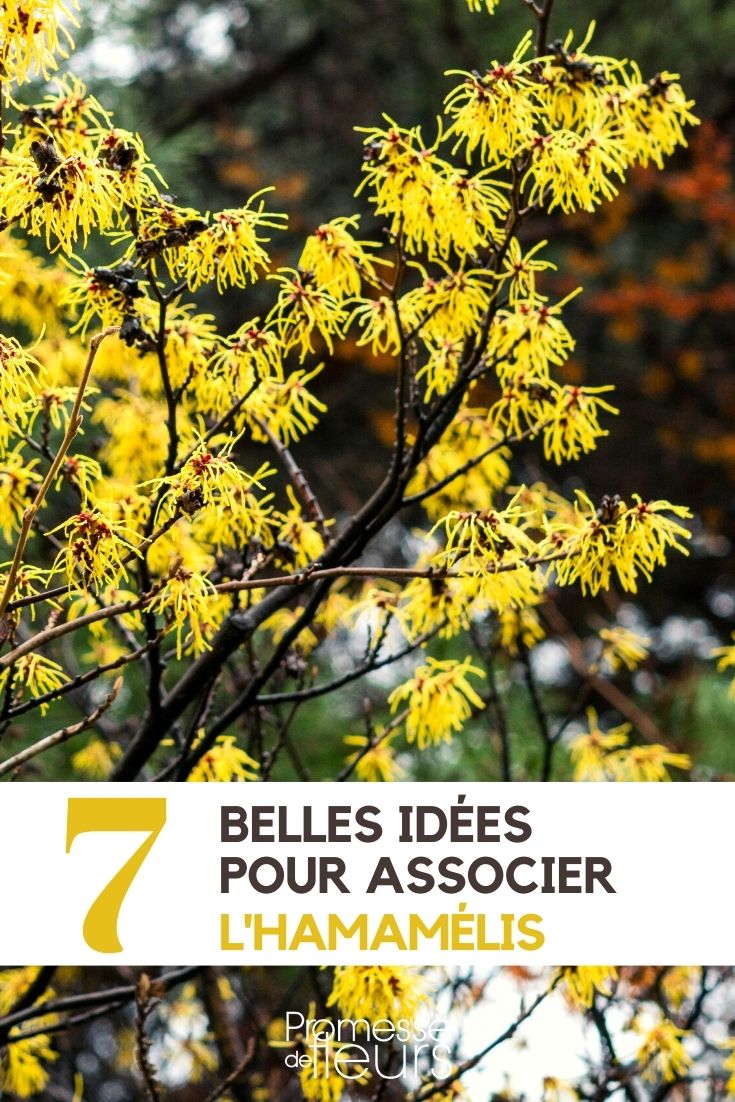Hamamélis: 7 ideias de associações