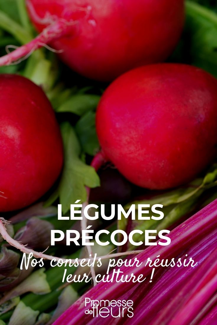 cultivar legumes precoces