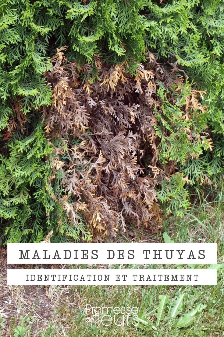 Doenças e pragas da tuia