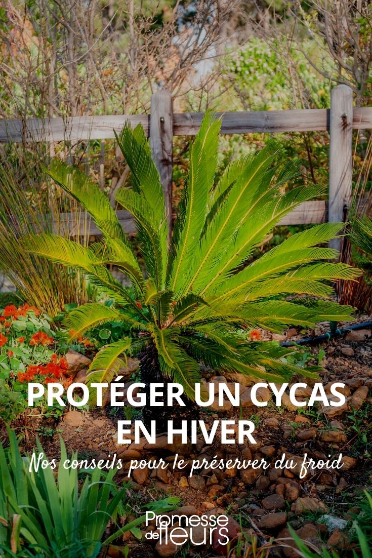 proteger uma cicas no inverno
