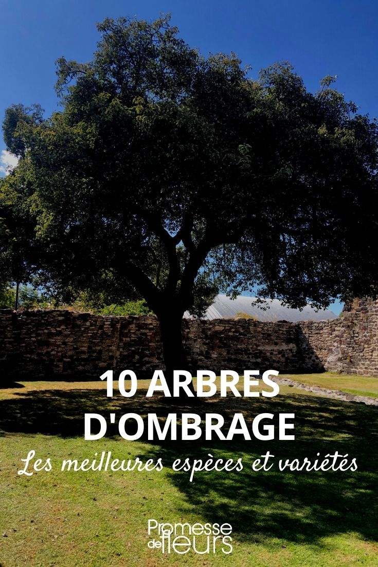 árvores para a sombra