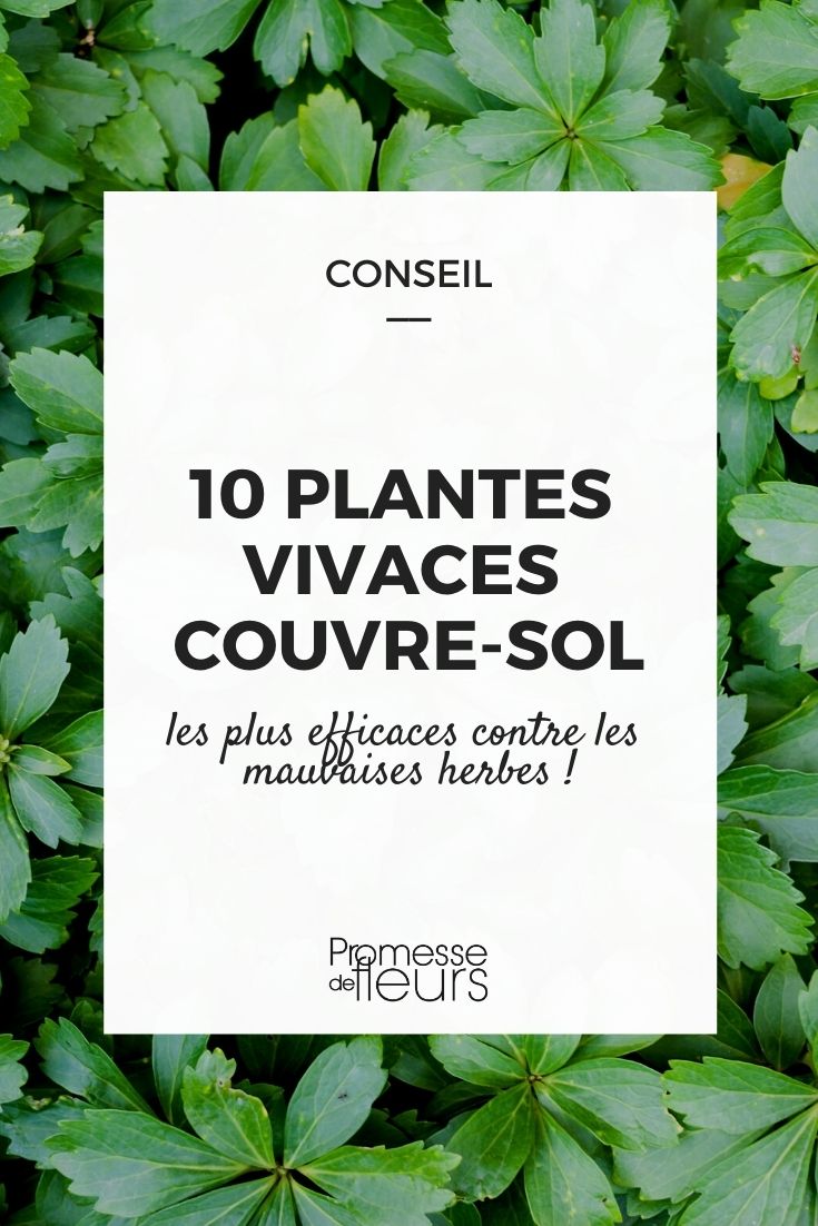 seleção de plantas perenes tapete