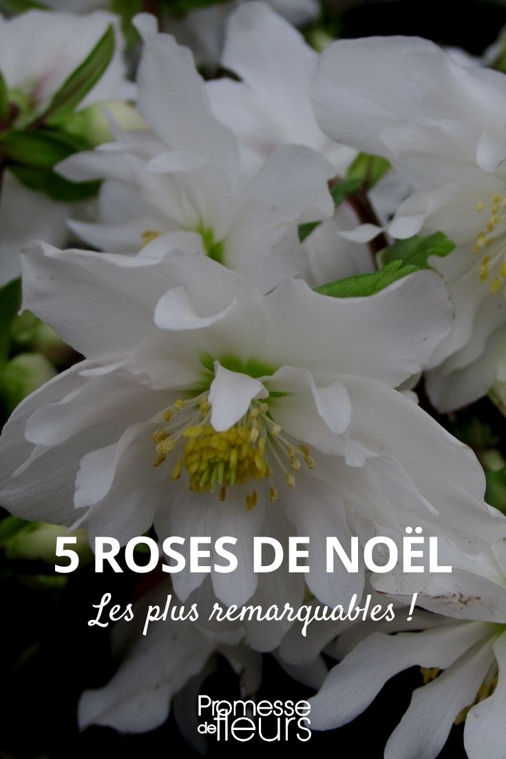 seleção de 5 rosas-de-natal