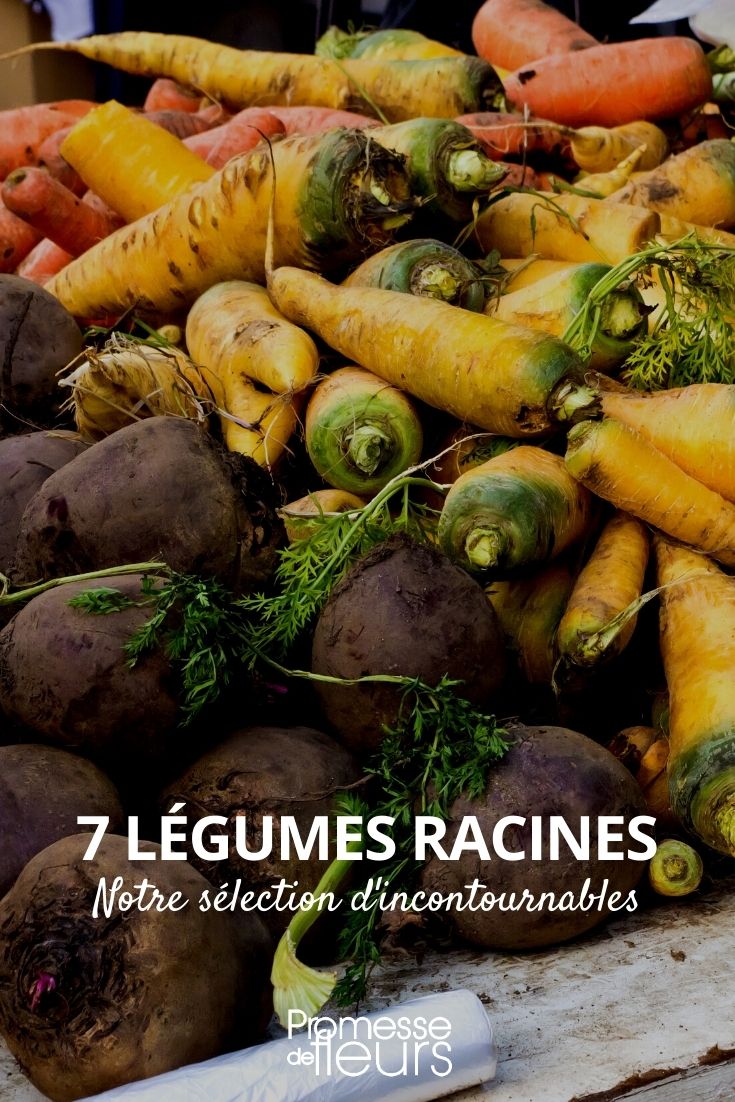 legumes de raiz