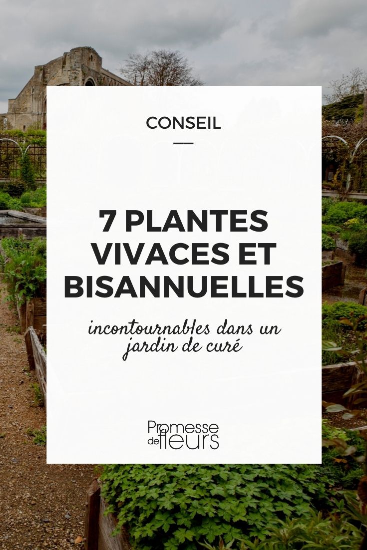 seleção de 7 perenes e bienais para jardim monástico