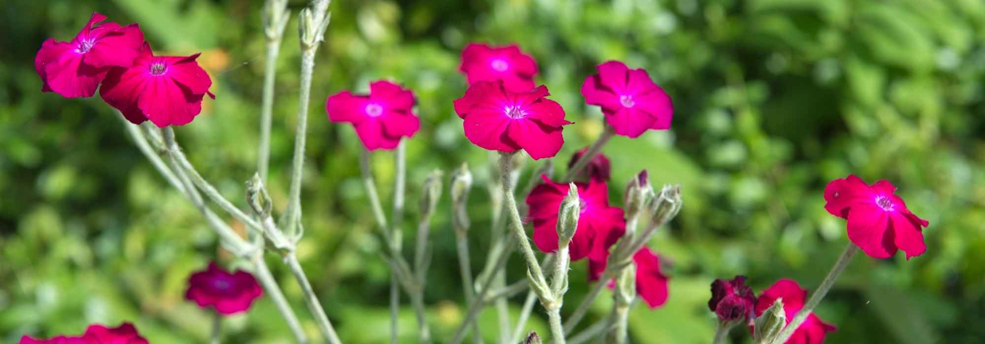 7 plantas perenes e bienais para jardim monástico