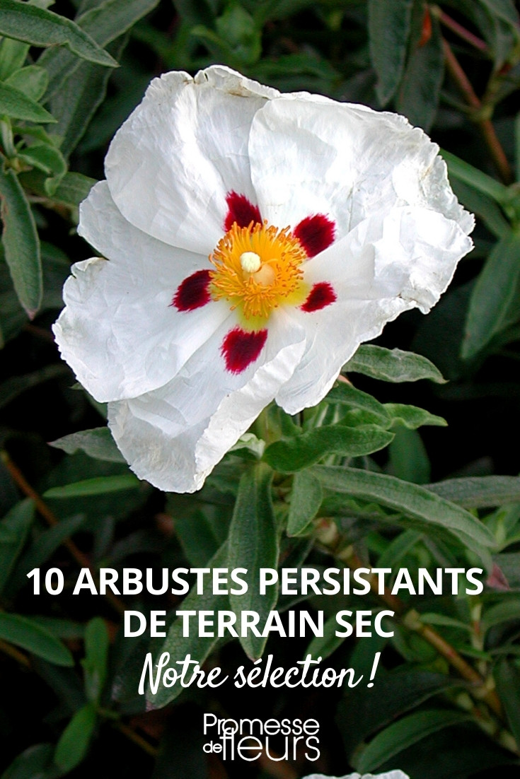 Arbustos persistentes para solo seco