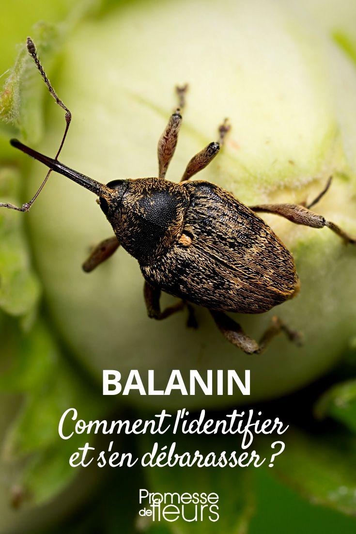 Balanino — identificação, soluções