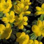 Eranthis ou heleborinha: plantação, cultura