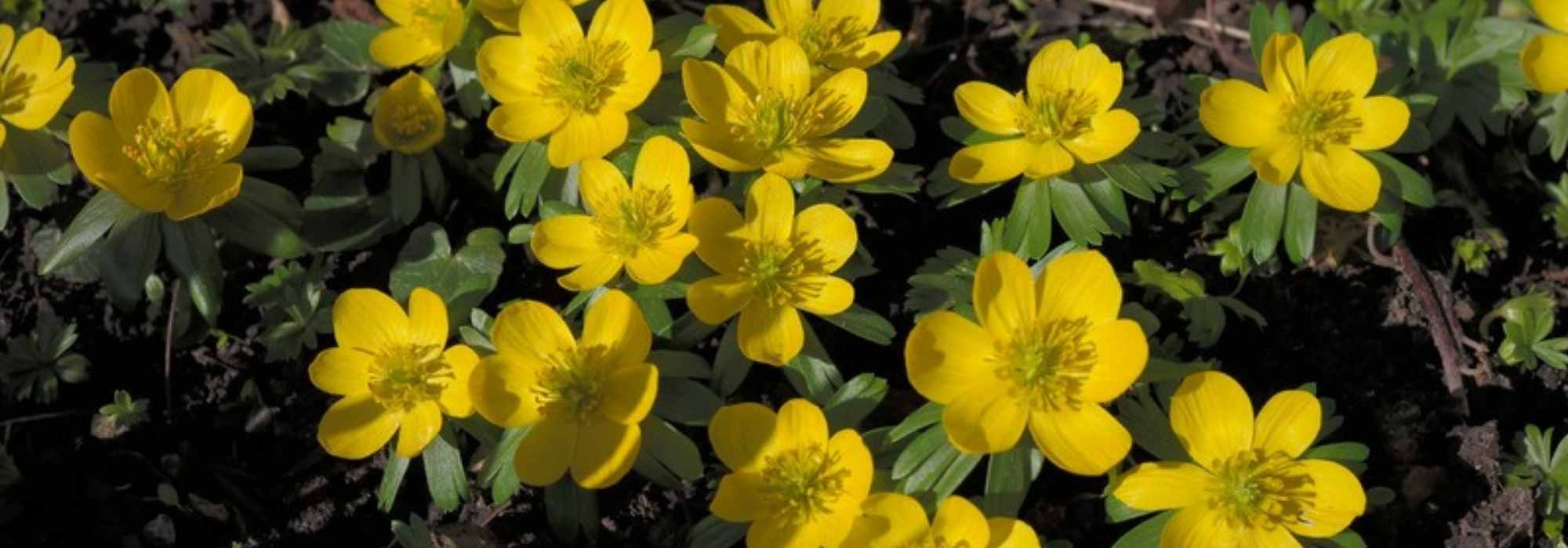 Eranthis ou heleborinha: plantação, cultura