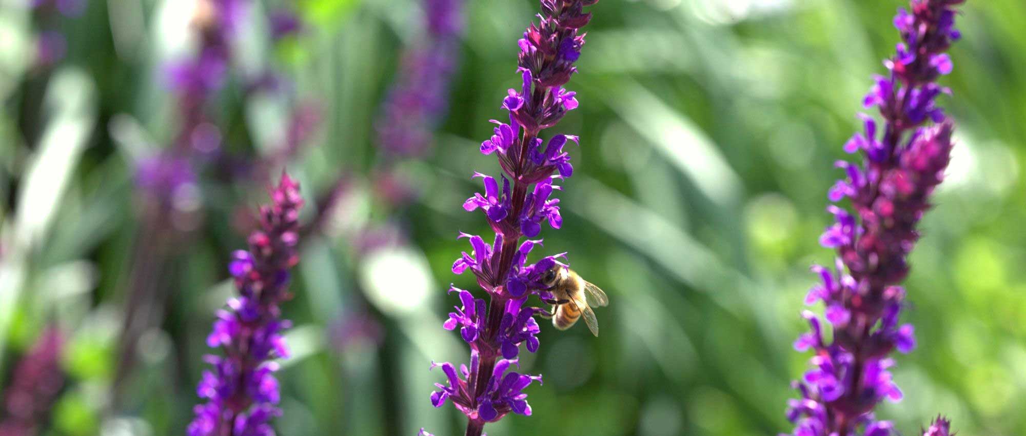 10 plantas com flores em espiga: as mais belas variedades