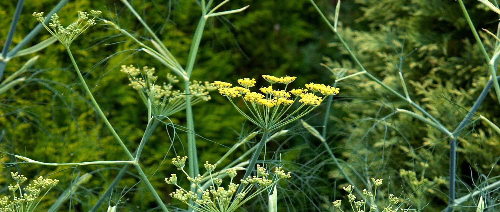 10 plantas com flores em umbelas: as variedades mais belas