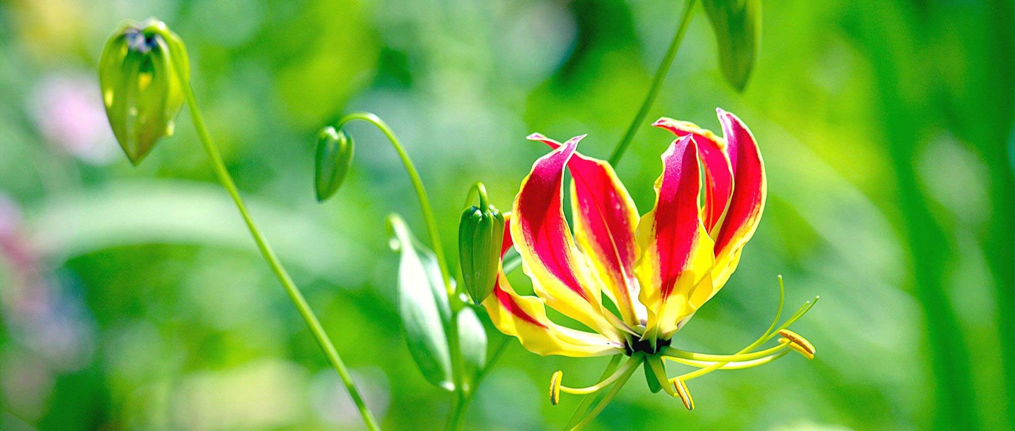 Gloriosa : Plantar, cultivar e cuidar