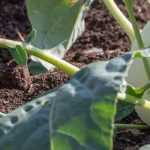 Legume de raiz: 7 variedades indispensáveis