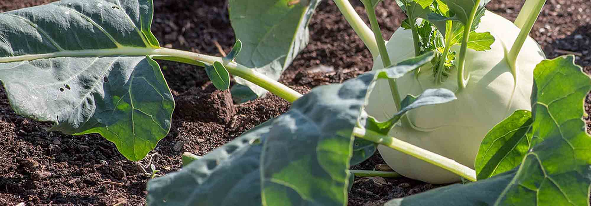 Legume de raiz: 7 variedades indispensáveis