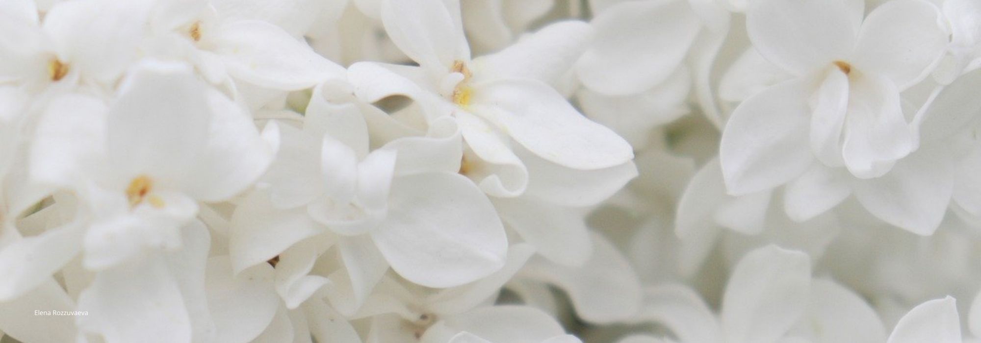 Lilás branco: 5 variedades de flores brancas a adotar no jardim