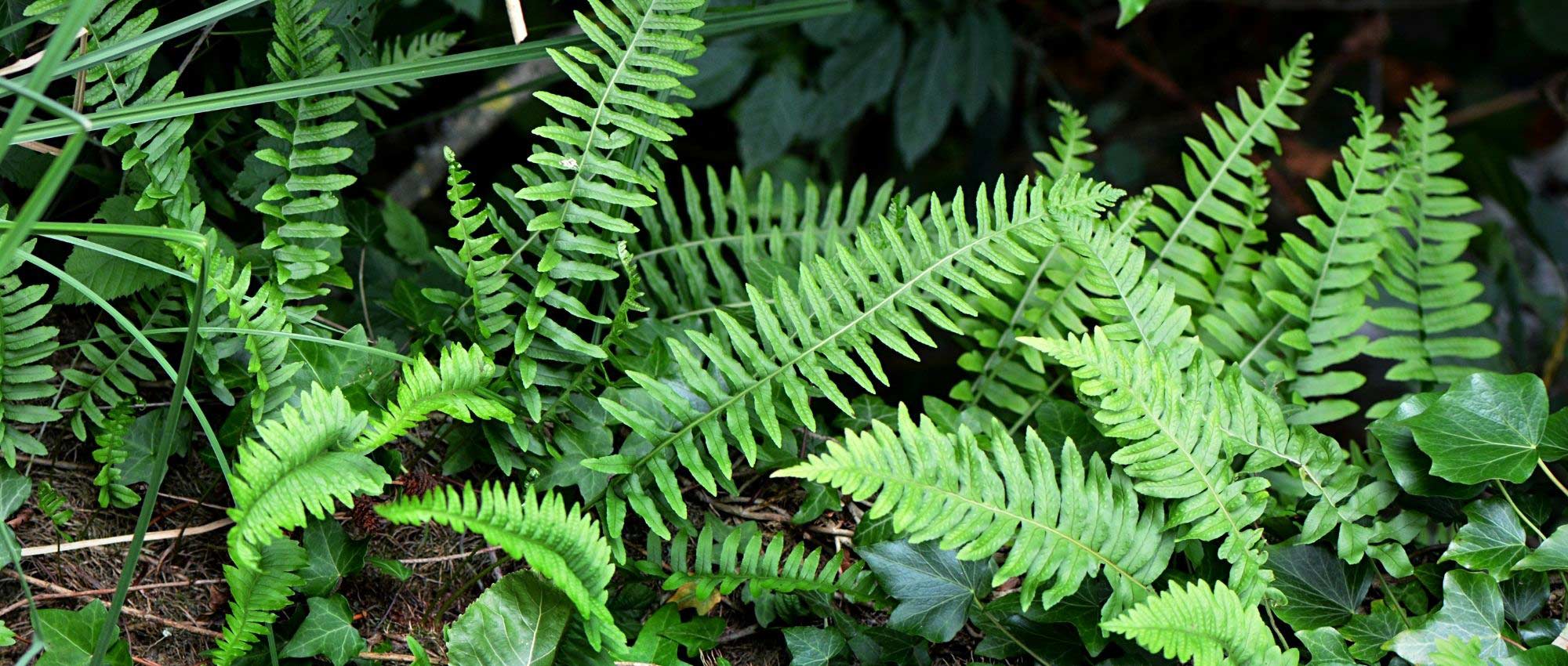 Polipódio : plantar, cultivar e cuidar