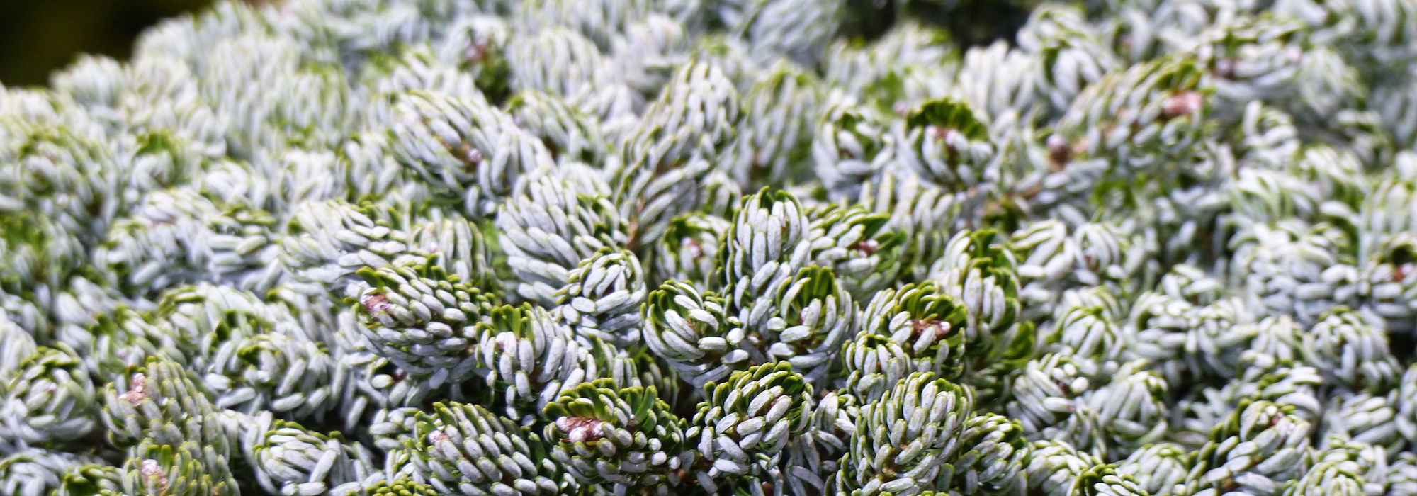 10 coníferas raras e originais para um jardim diferente