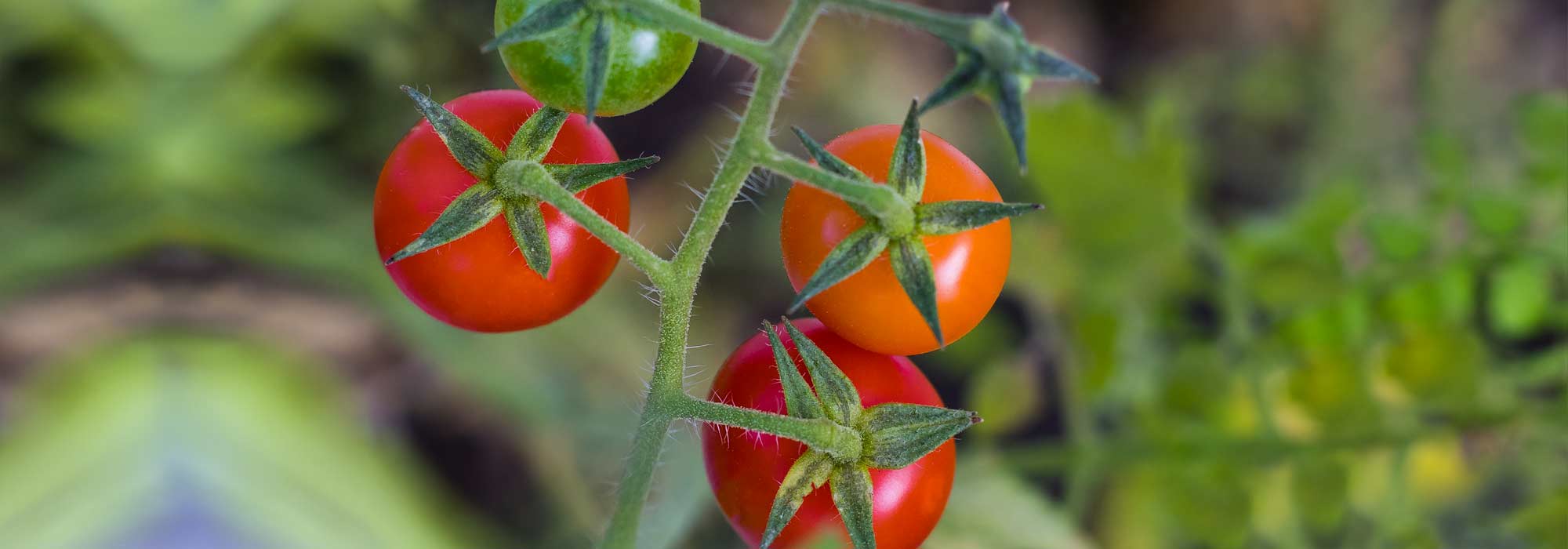Tomate cereja: as melhores variedades