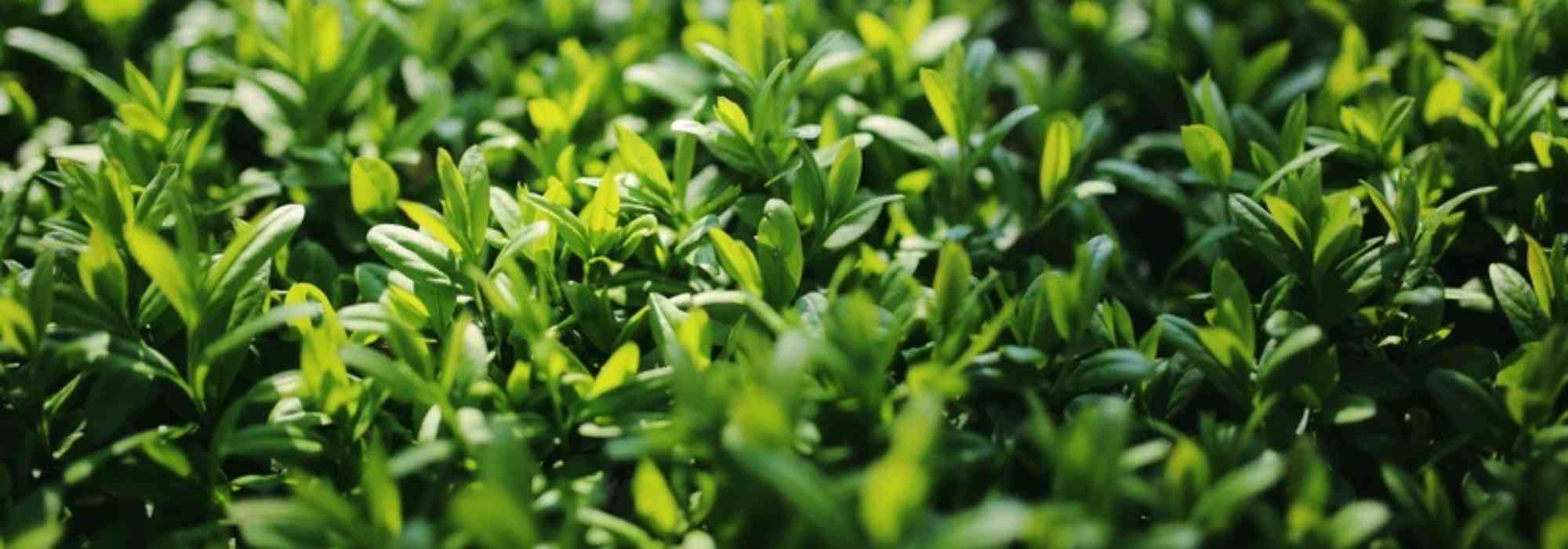 Alfeneiro ou Ligustrum: Guia de compra