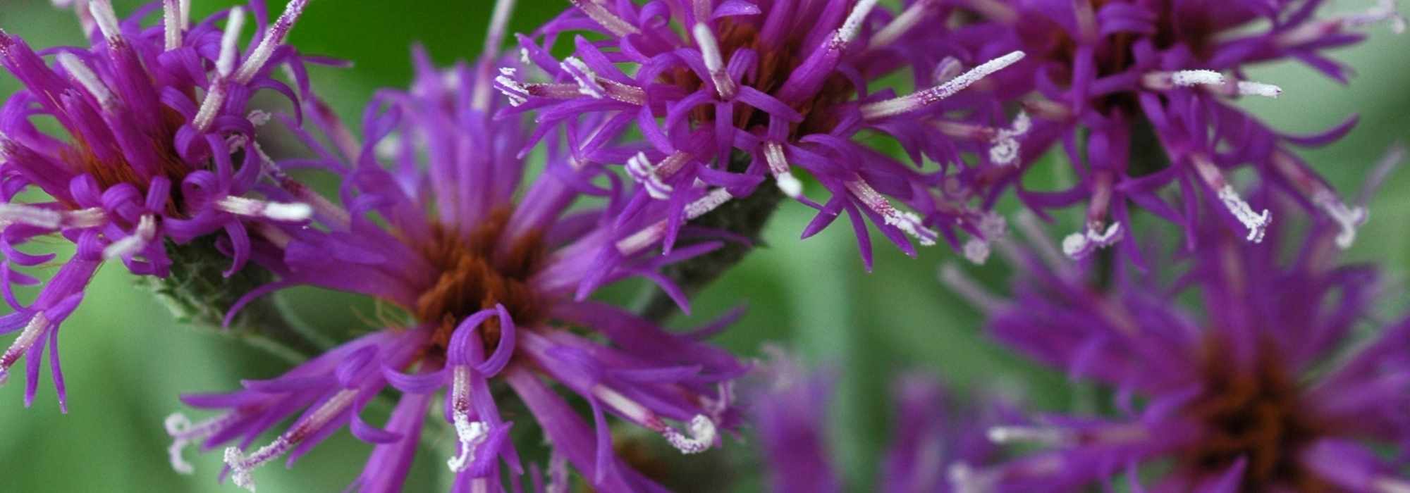 Vernonia: plantação, cultura