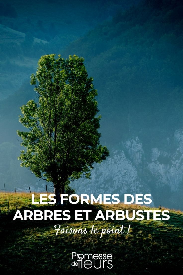as formas das árvores e arbustos
