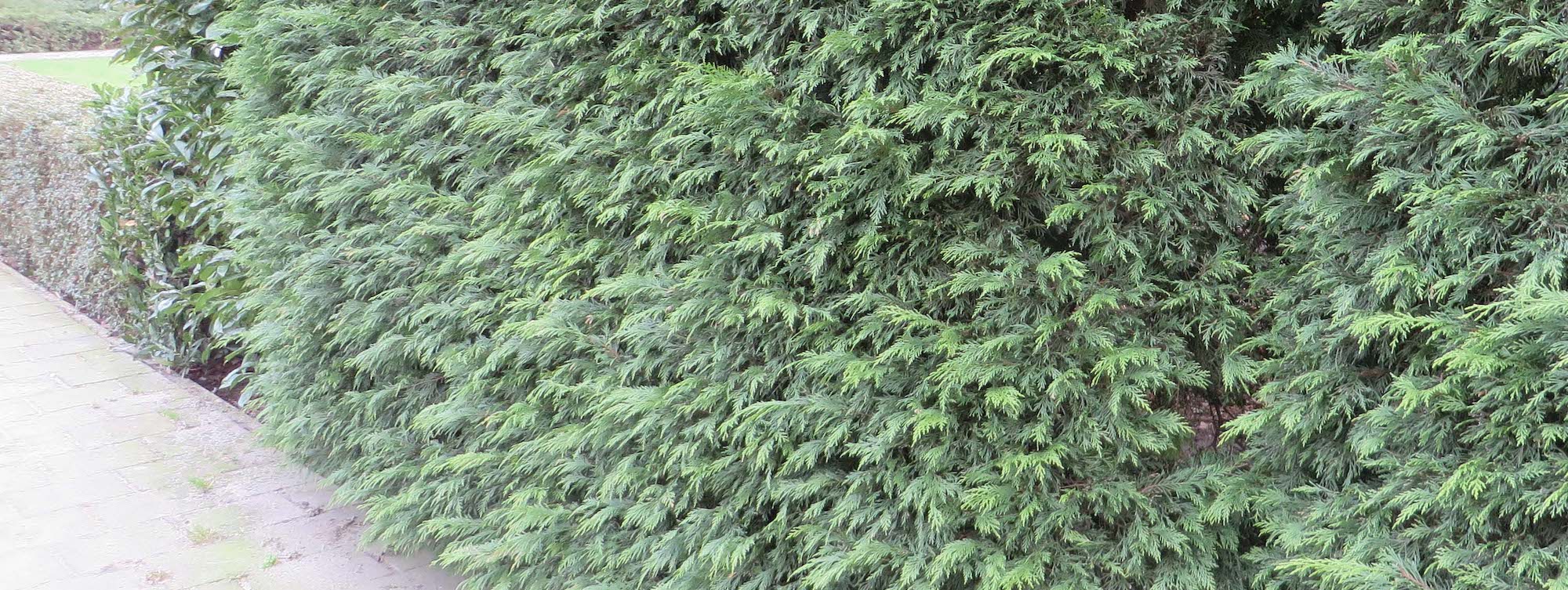 10 coníferas para sebes, para delimitar espaços com estilo no jardim