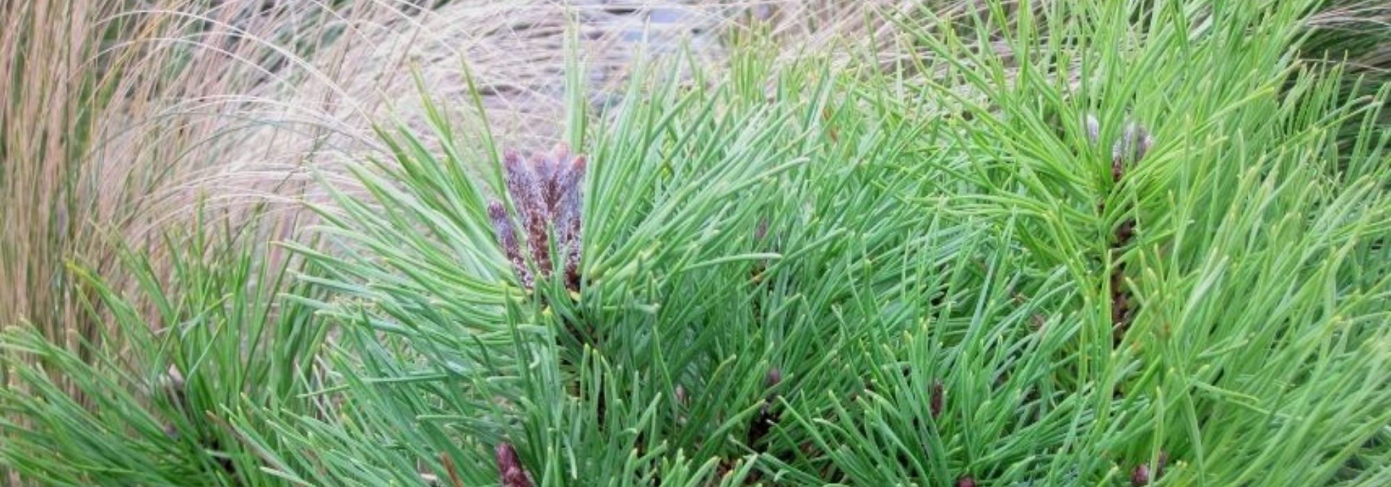Coníferas para jardim de pedras: 8 variedades excecionais