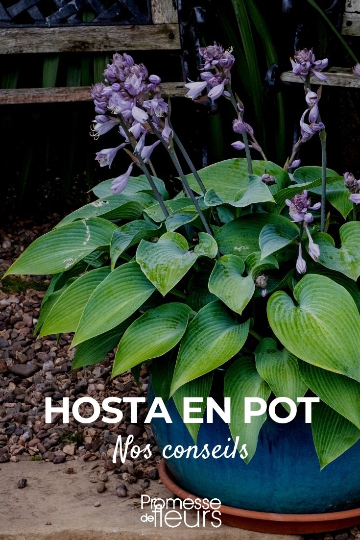 cultivar hostas em vaso