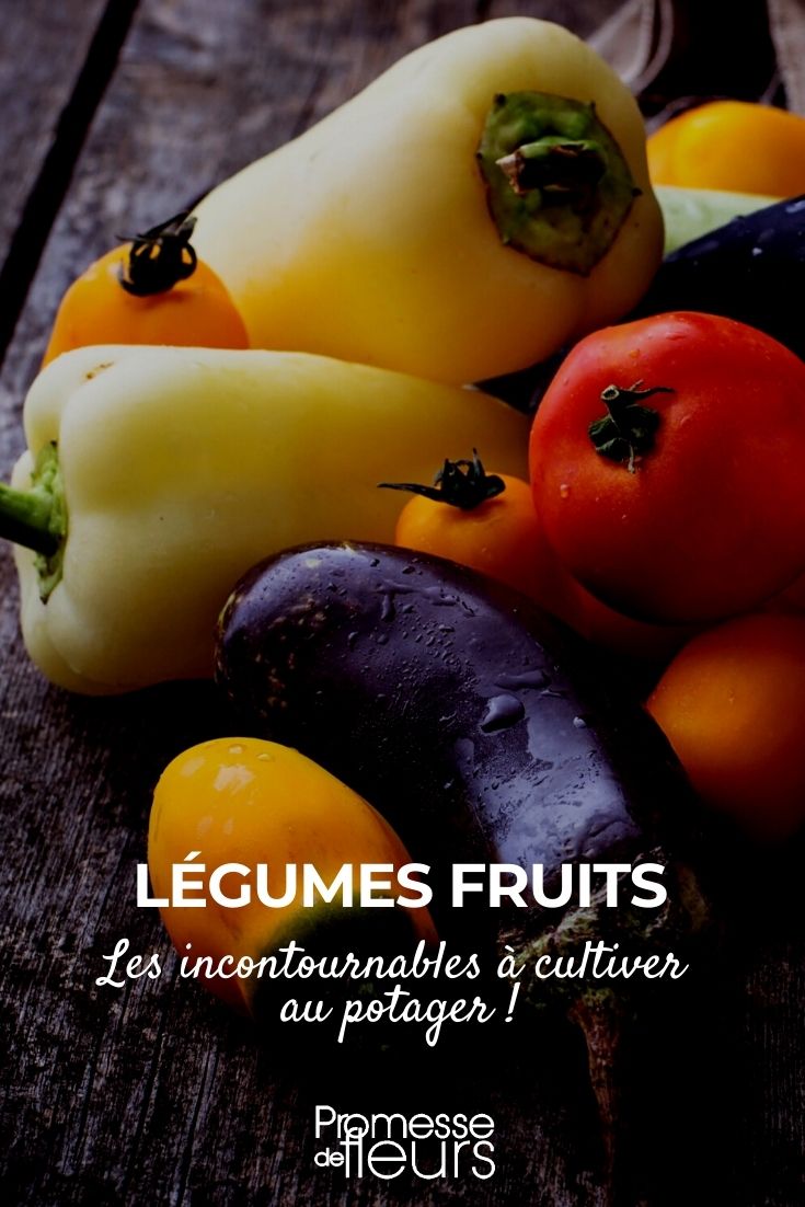 legume-fruto