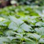 As 10 melhores plantas tapete contra as ervas daninhas