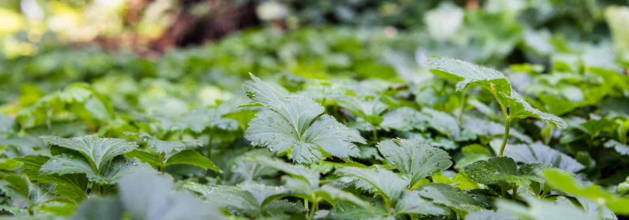 As 10 melhores plantas tapete contra as ervas daninhas