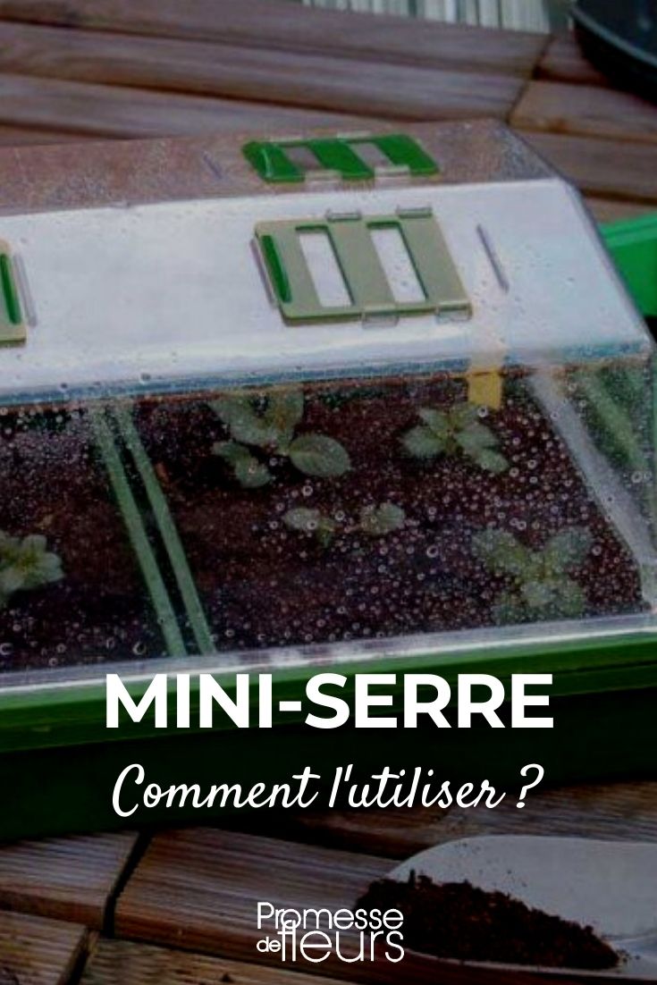 mini-estufa: como a utilizar?