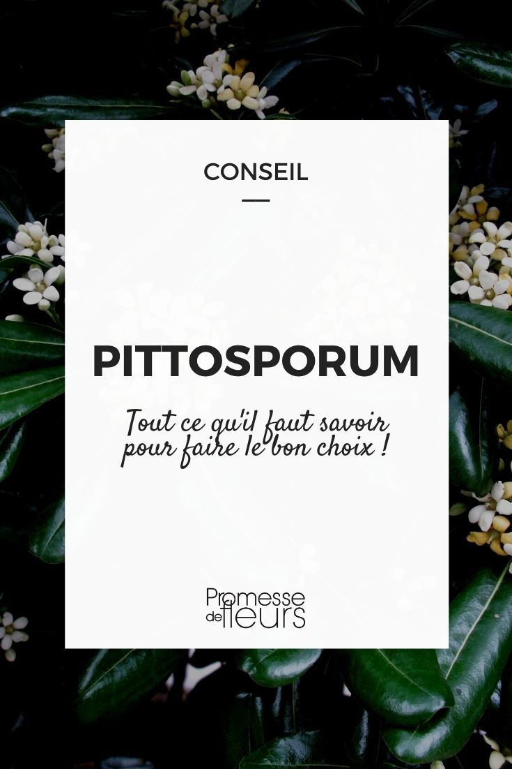 pitósporo