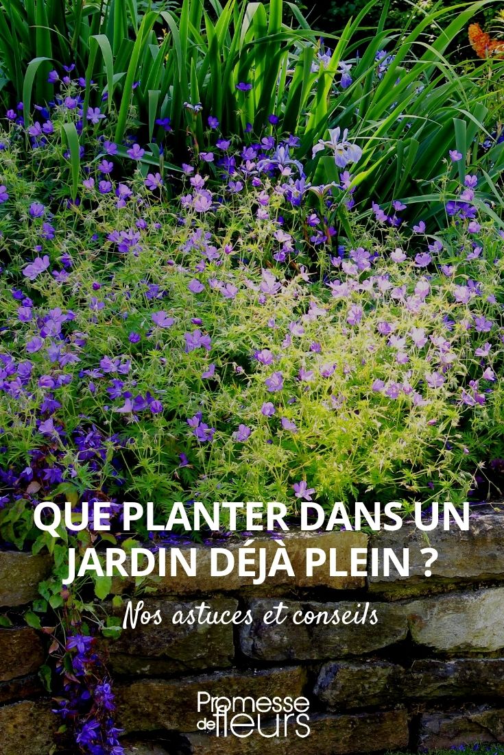 que plantas escolher para um jardim já cheio?