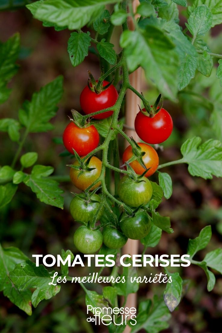 Os melhores tomates cereja