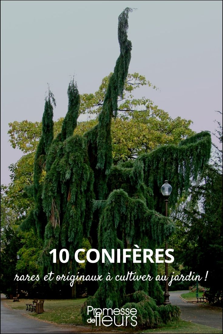 10 coníferas raras e originais para um jardim atípico