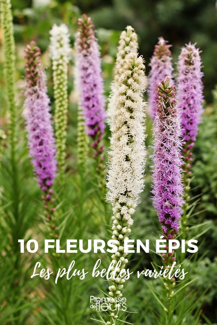 10 flores em espiga