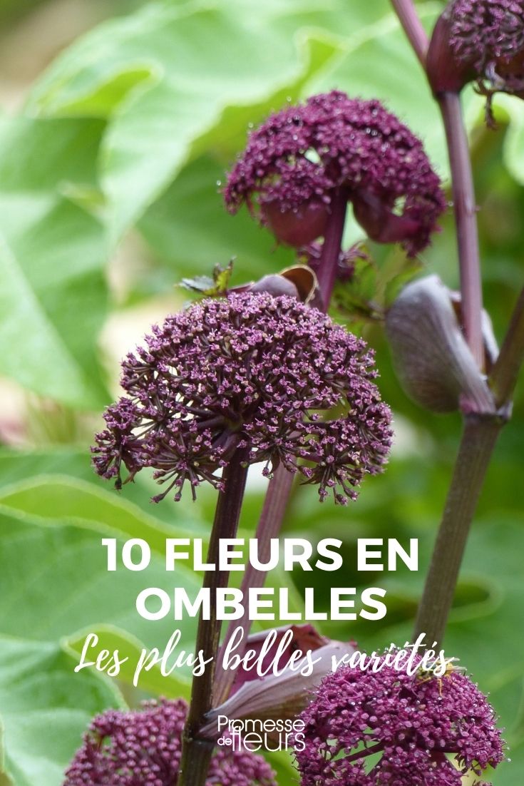 10 flores em umbelas