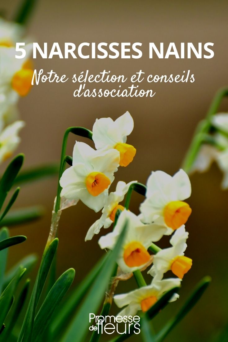 5 narcisos anões