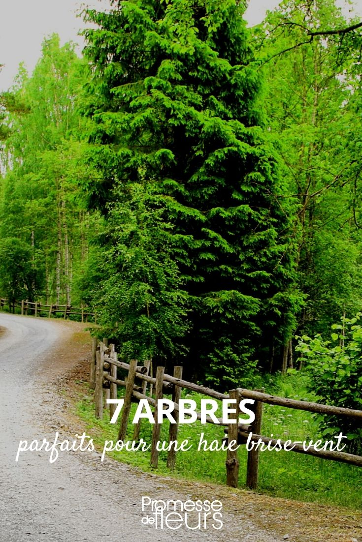7 árvores para sebe corta-vento