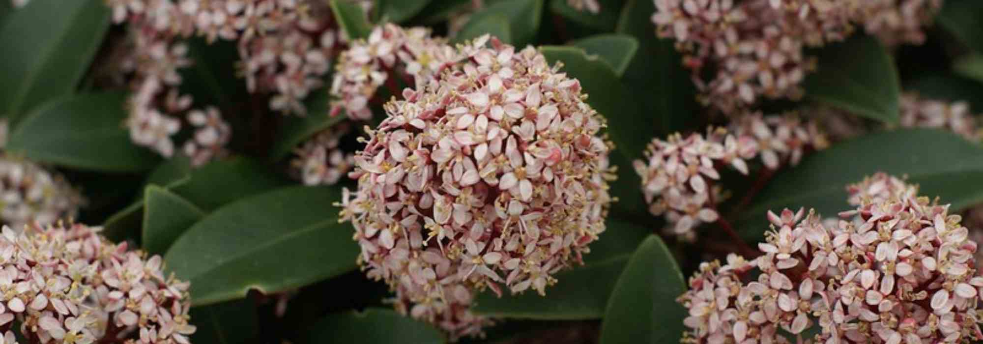 7 arbustos para um jardim urbano